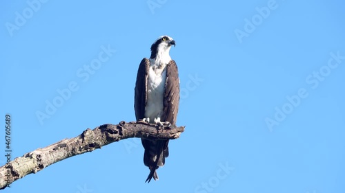 Osprey on branch with blue sky background