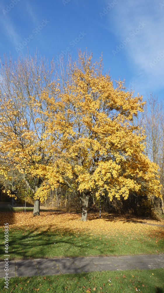 Herbstmotive im Wald, in der Natur, auf dem Feld, mit Vögeln, Ortschaften und Gebäuden, Blattwerk, Laub und viel Farbe.