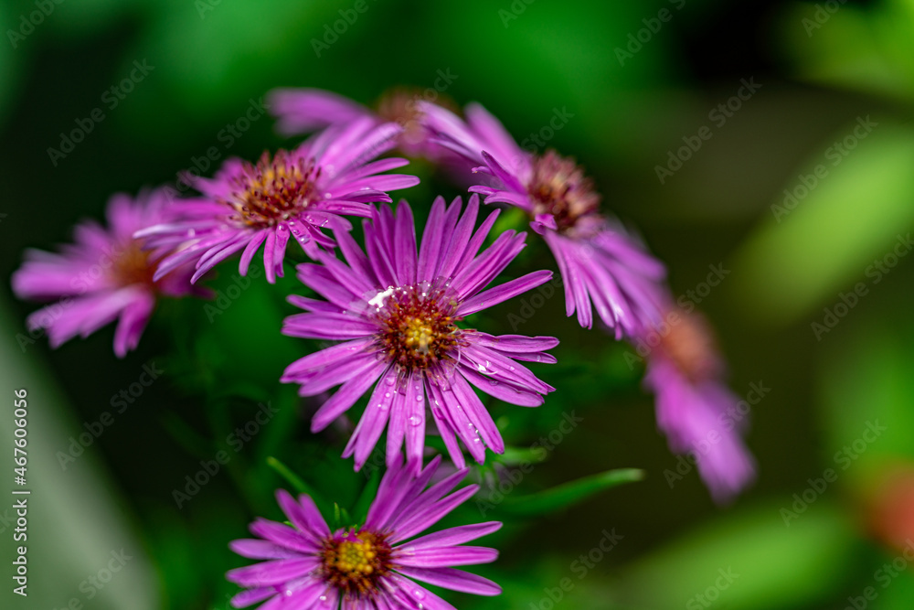 Natures way to show direction flower Arrow Natures way to show direction flower Arrow