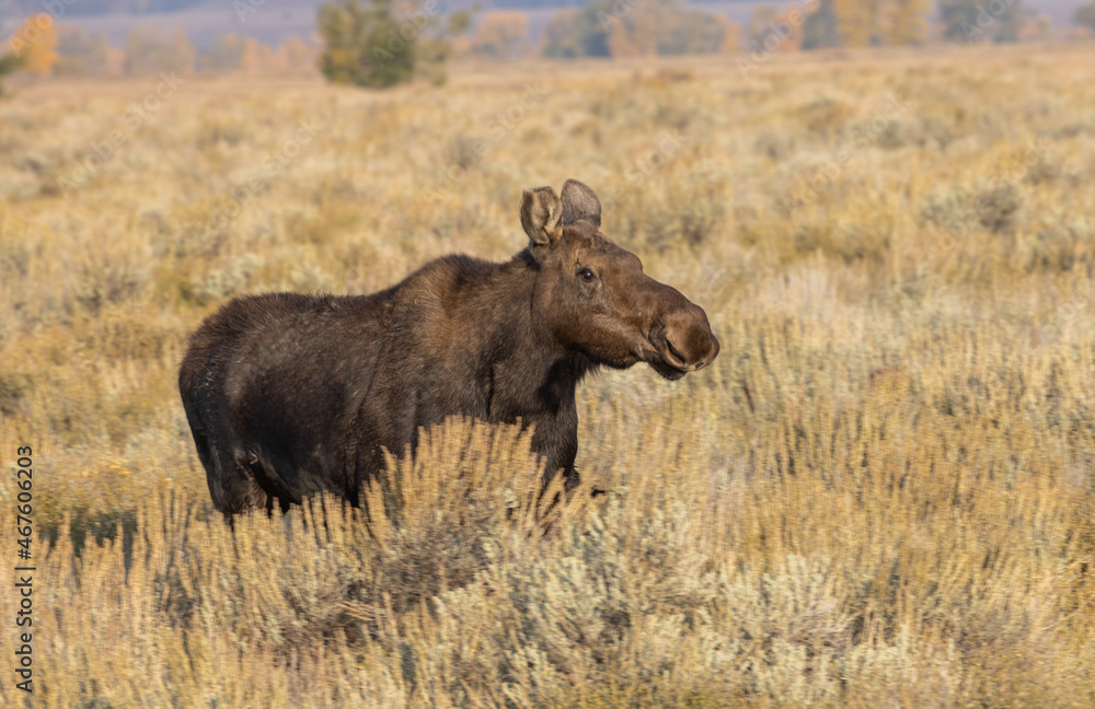 Cow Shiras Moose in Autumn in Wyoming Cow Shiras Moose in Autumn in Wyoming