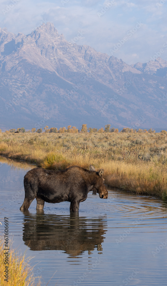 Cow Shiras Moose in Autumn in Wyoming Cow Shiras Moose in Autumn in Wyoming
