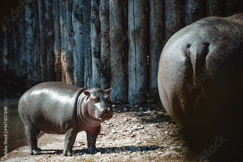 a fantastic view on a hippo and his child photo