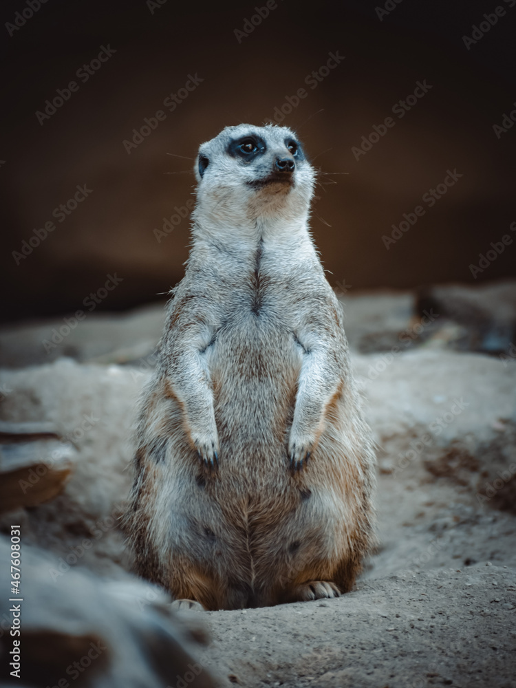 a lovely portrait of a cute meerkat