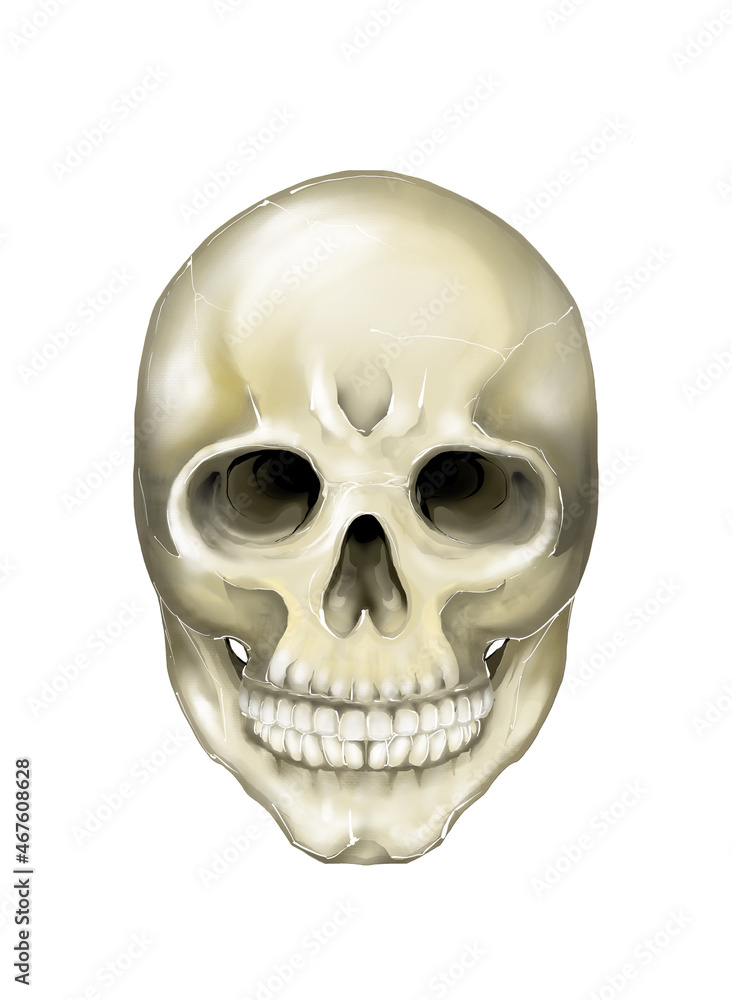 Fototapeta premium human skull isolated on white