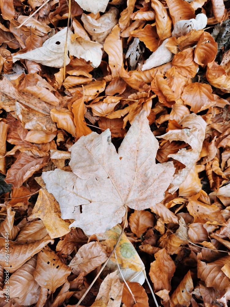 autumn leaves background autumn leaves background