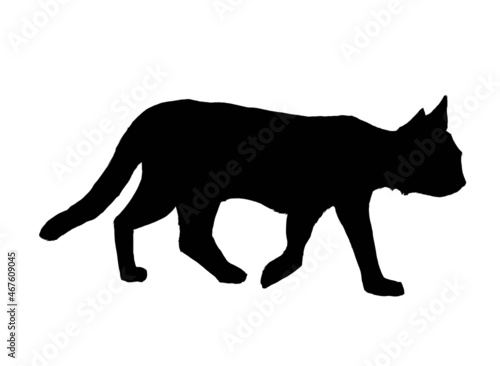 black silhouette of walking cat on. White