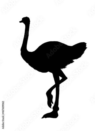 Silhouette of Ostrich isolated on white
