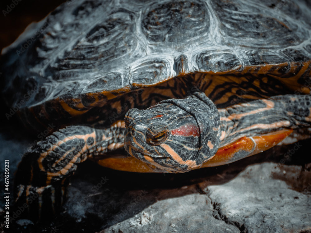 a fantastic portrait of a lovely turtle a fantastic portrait of a lovely turtle
