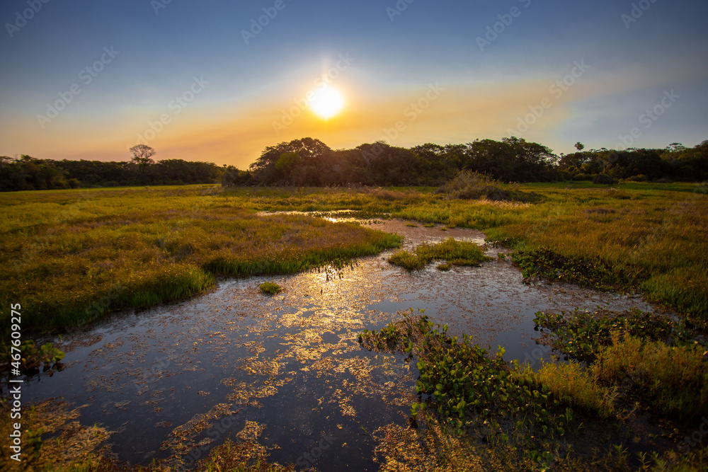 Foto de Imagens do Pantanal Sulmatogrossense Brasil do Stock Adobe