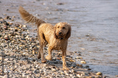 nasser Golden Doodle