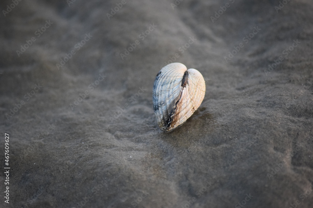 Herzmuschel im Wattenmeer