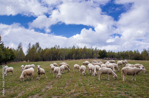 Sheep flock grazing outdoors. Vlasina lake, Eastern Serbia
