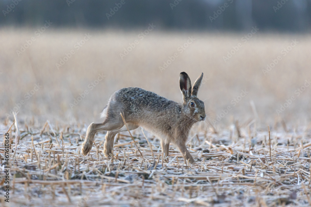 Naklejka premium Feldhase