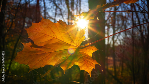 Jesienny liść klonu przez który prześwieca słońce