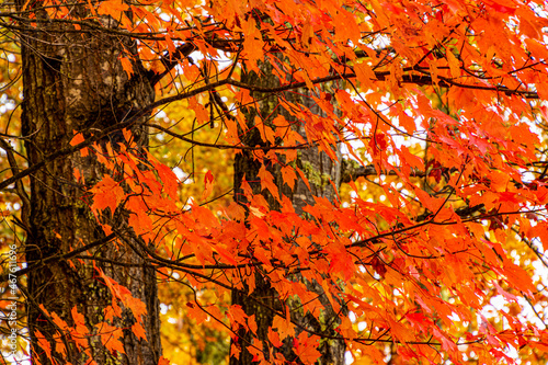 Fall Color at Boley Lake, Babcock State Park, West Virginia, USA photo