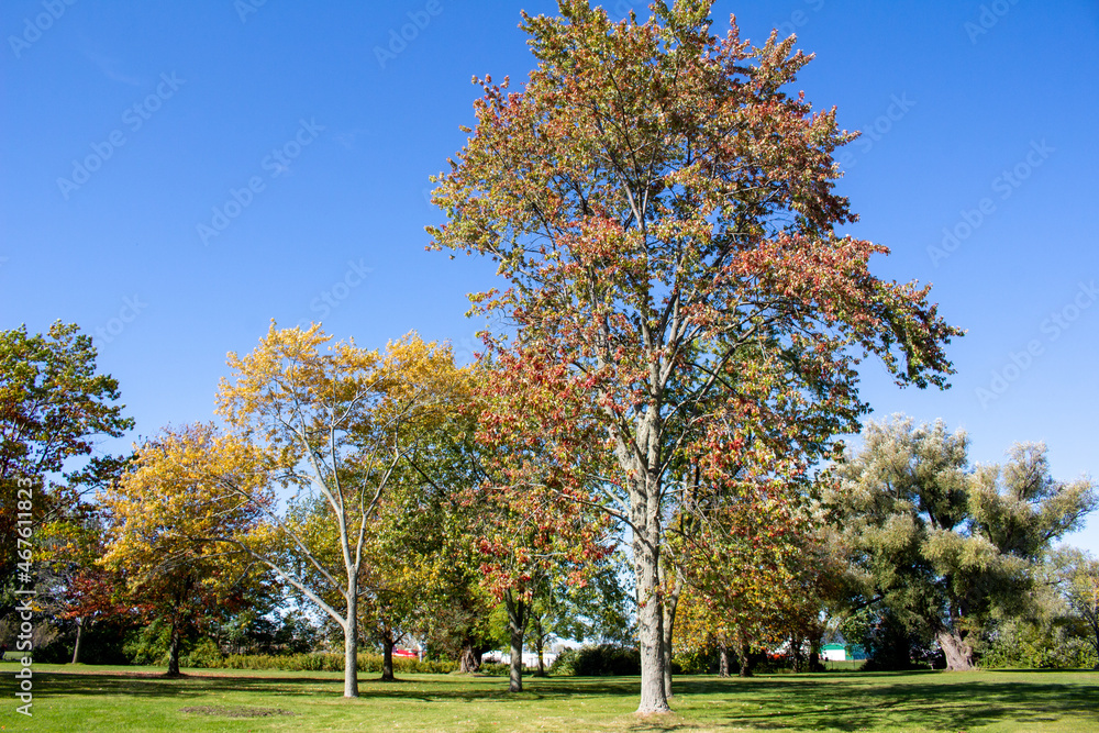 Fall Tree Landscape