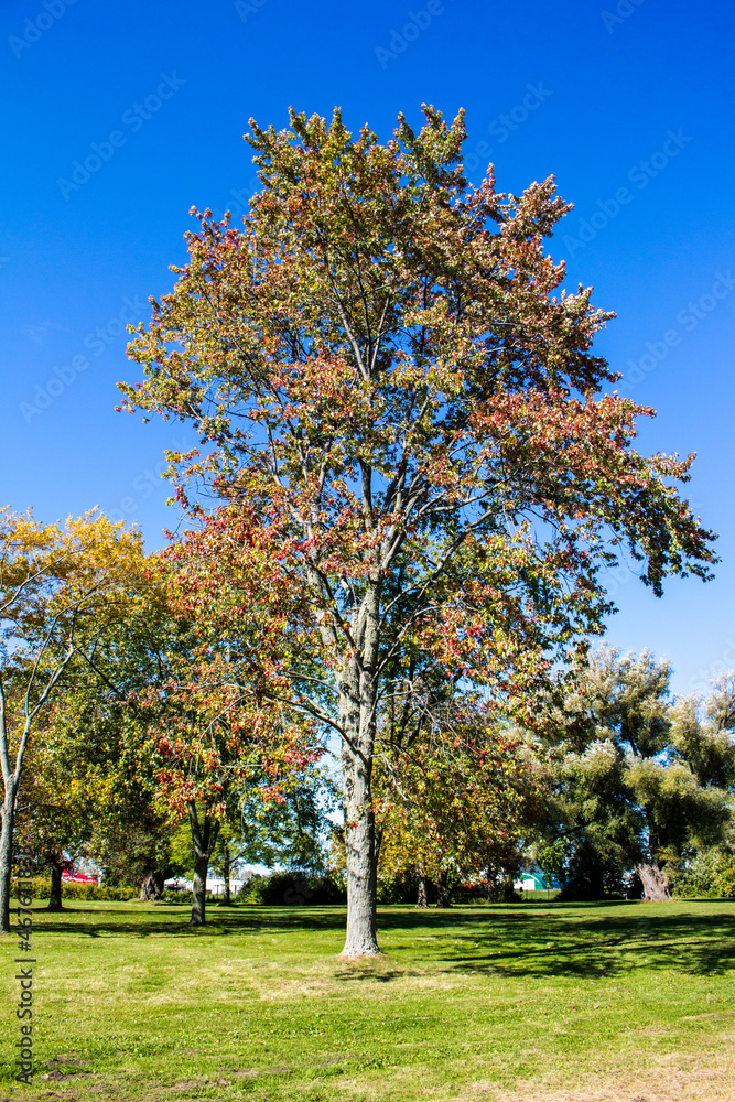 Naklejka premium Fall Tree Landscape