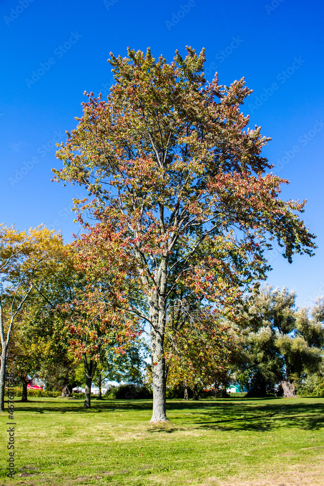 Fall Tree Landscape