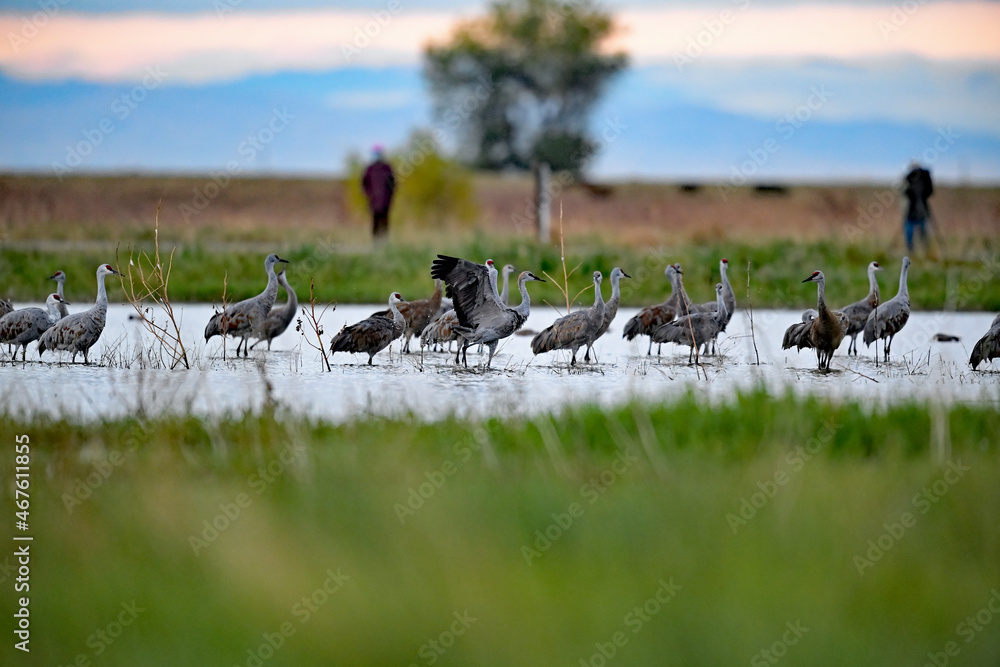 Fototapeta premium Lesser Sandhill Cranes at Merced NWR