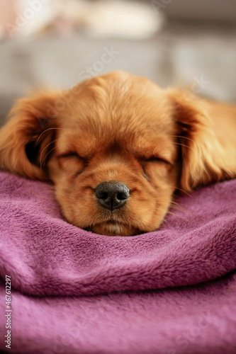Cavalier puppy sleeping 