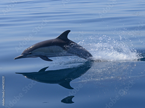 Leaping Common Dolphin in the Santa Barbara Channel, California