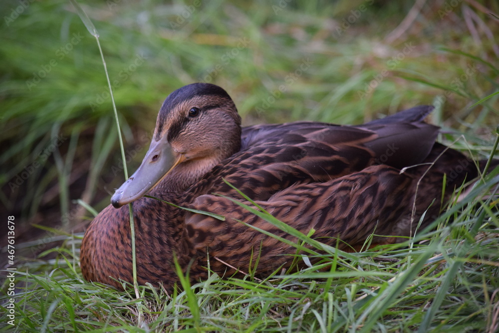 Wildente Stockente