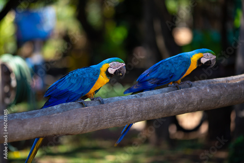 Imagens do Pantanal Sul-matogrossense - Brasil