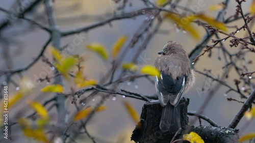 Eurasian Jay in canopy of autumn tree and rain (Garrulus glandarius) - (4K)