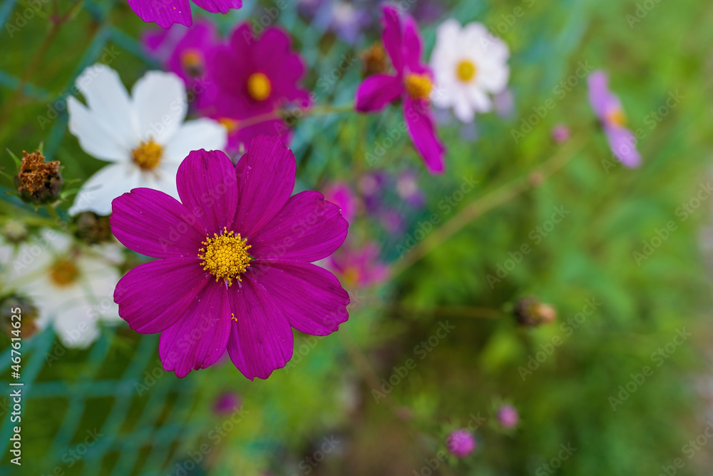Closeup photo of Garden Cosmos flower in a garden with out of focus background effect with copy paste space Closeup photo of Garden Cosmos flower in a garden with out of focus background effect with copy paste space