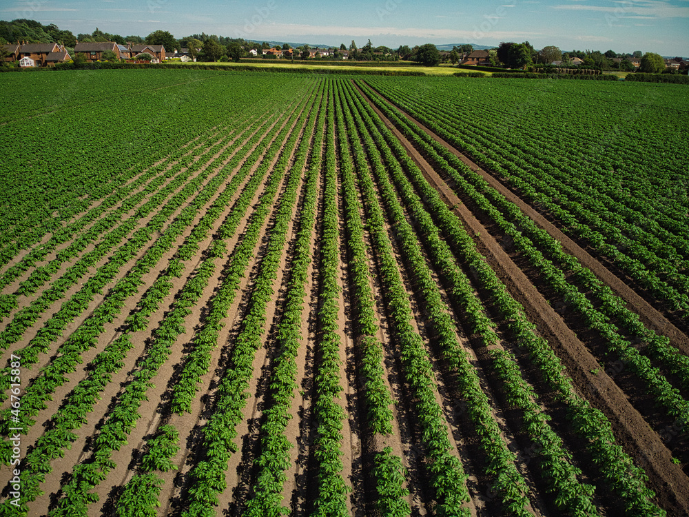 Arable potato crop aerial view of field in English countryside 