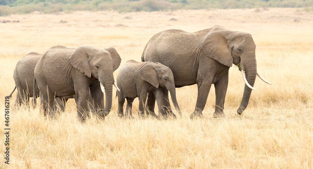 Three elephants walking in the long grass of the Massai Mara National Reserve, Kenya