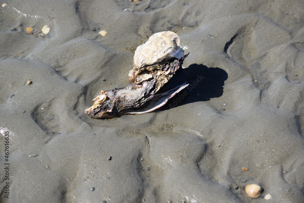 Pazifische Auster