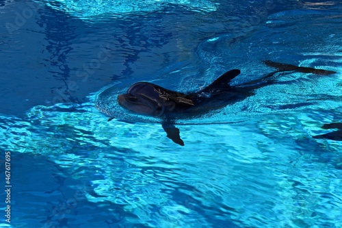dolphin swimming in the water