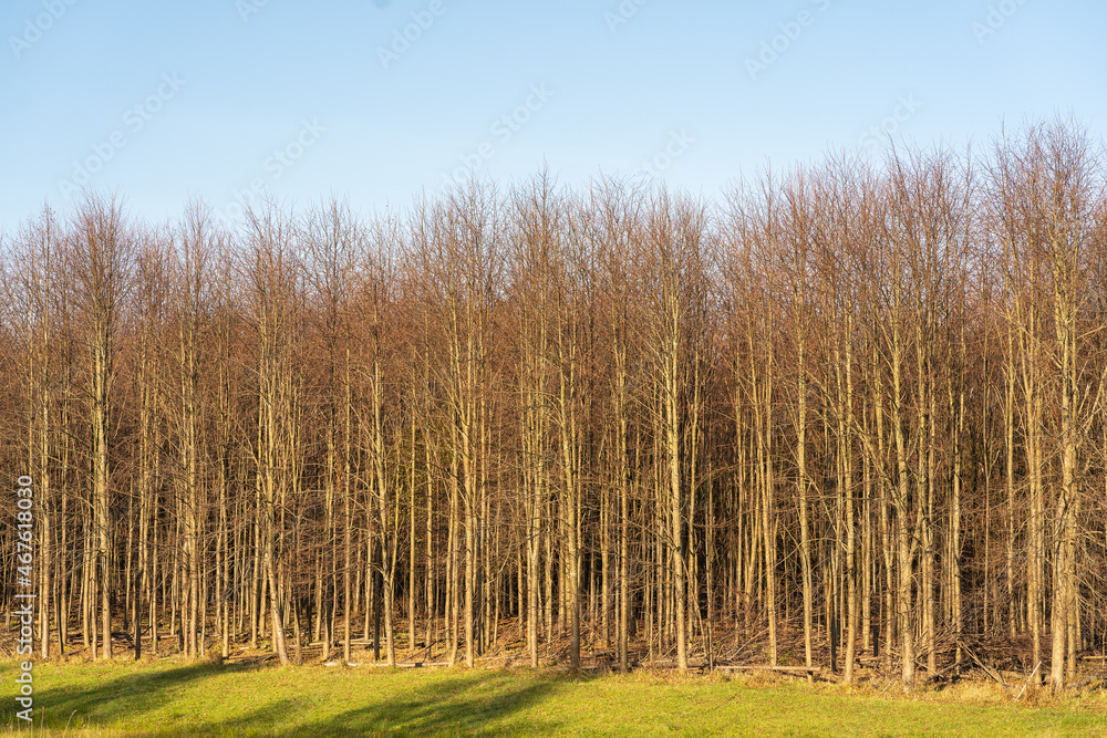 Obraz premium landscape with trees