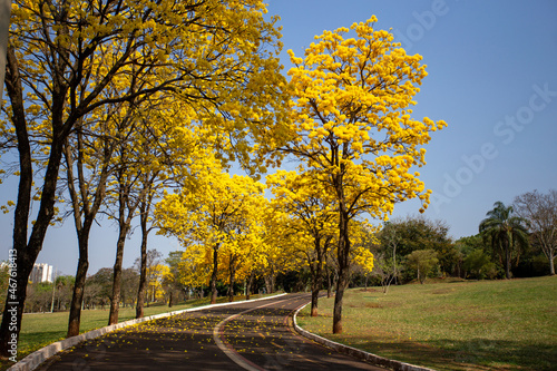 Ipês Amarelos na chegada da primavera em Campo Grande MS
