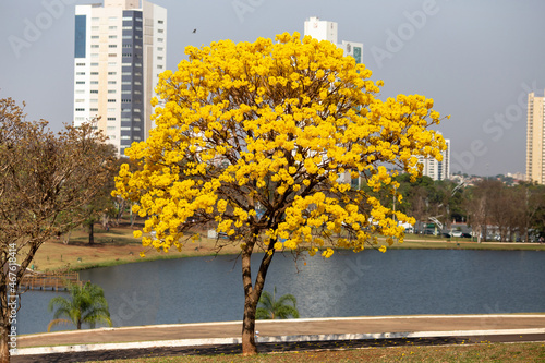 Ipês Amarelos em Campo Grande MS