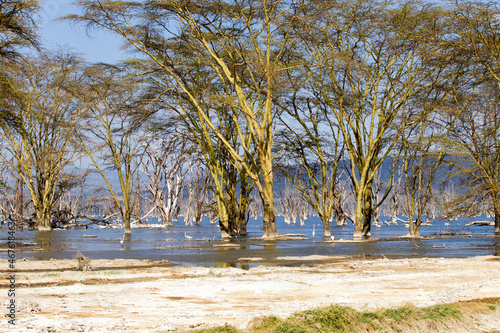 View at Lake Nakuru National Park, Kenya photo