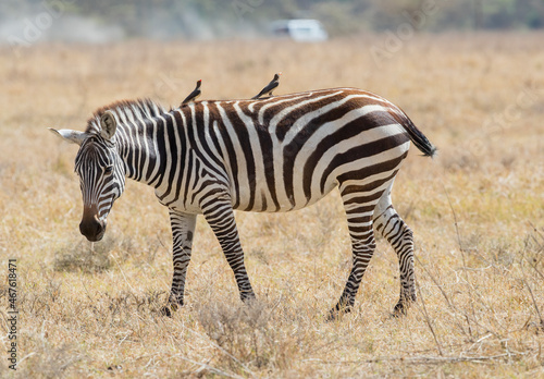 A Zebra walking in the long grass of the Massai Mara National Reserve  Kenya  with two oxpecker birds on its back