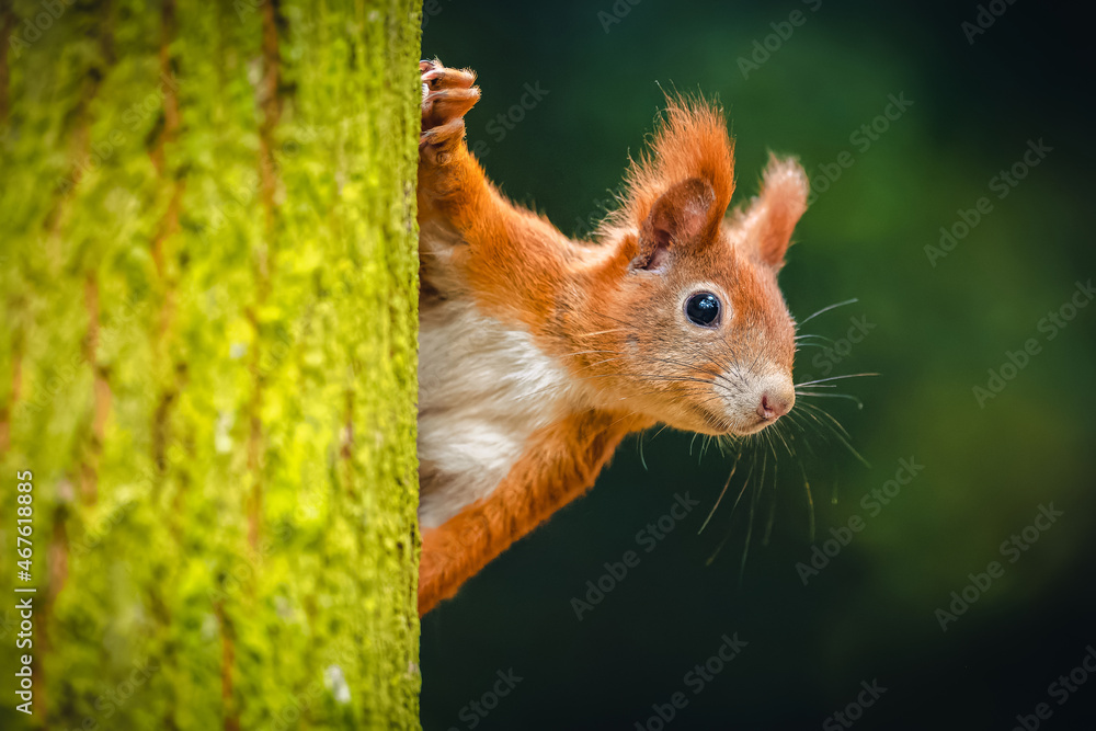 The Eurasian red squirrel (Sciurus vulgaris) looking from behind a tree. Beautiful autumn colors, delicate background. Shallow depth of field. - obrazy, fototapety, plakaty 