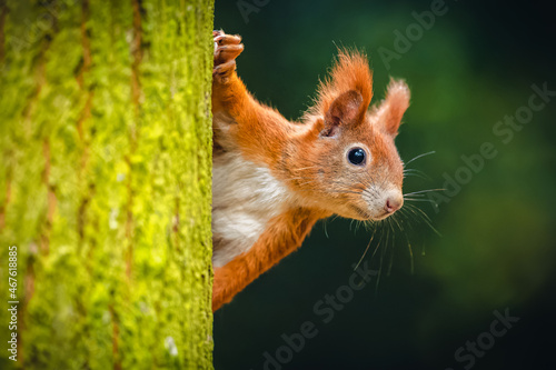 The Eurasian red squirrel (Sciurus vulgaris) looking from behind a tree. Beautiful autumn colors, delicate background. Shallow depth of field. photo