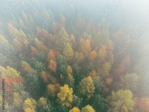 Aerial top-down view of autumn colored forest, fog, magic atmosphere. Beautiful colors.
