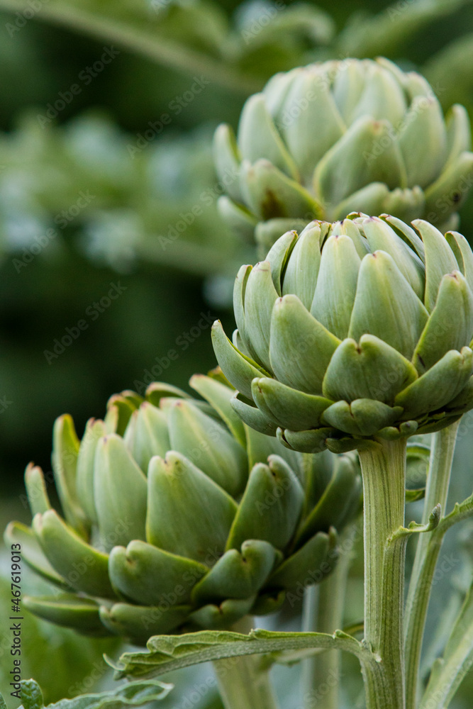 artichokes in the garden