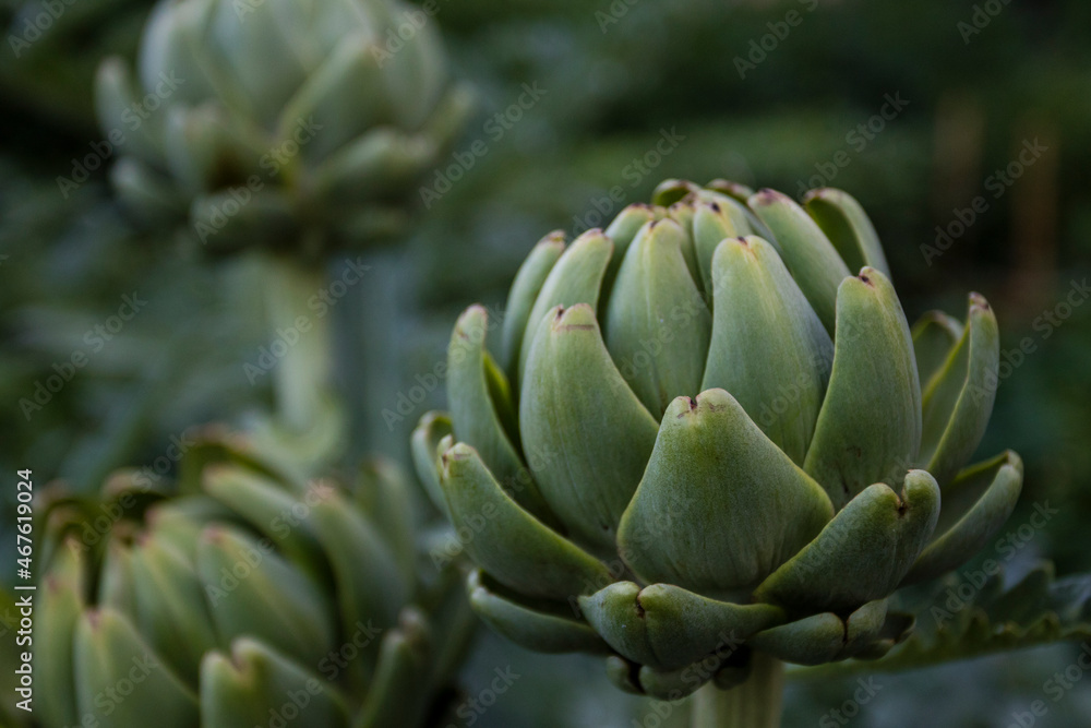 close up of artichoke close up of artichoke