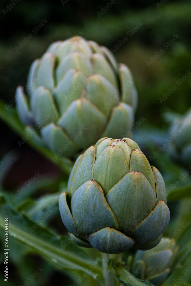 Obraz premium artichoke