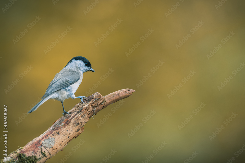 Songbird (the marsh tit, poecile palustris) perched and looking around. Autumn colors, simple blurred background.