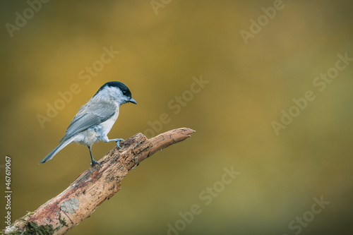 Songbird (the marsh tit, poecile palustris) perched and looking around. Autumn colors, simple blurred background.