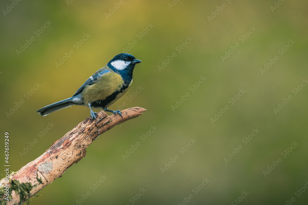 Obraz premium Songbird (the great tit, parus major) perched and looking around. Autumn colors, simple blurred background.