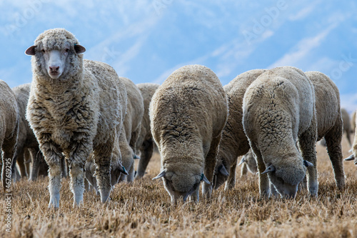 flock of sheep © Ty
