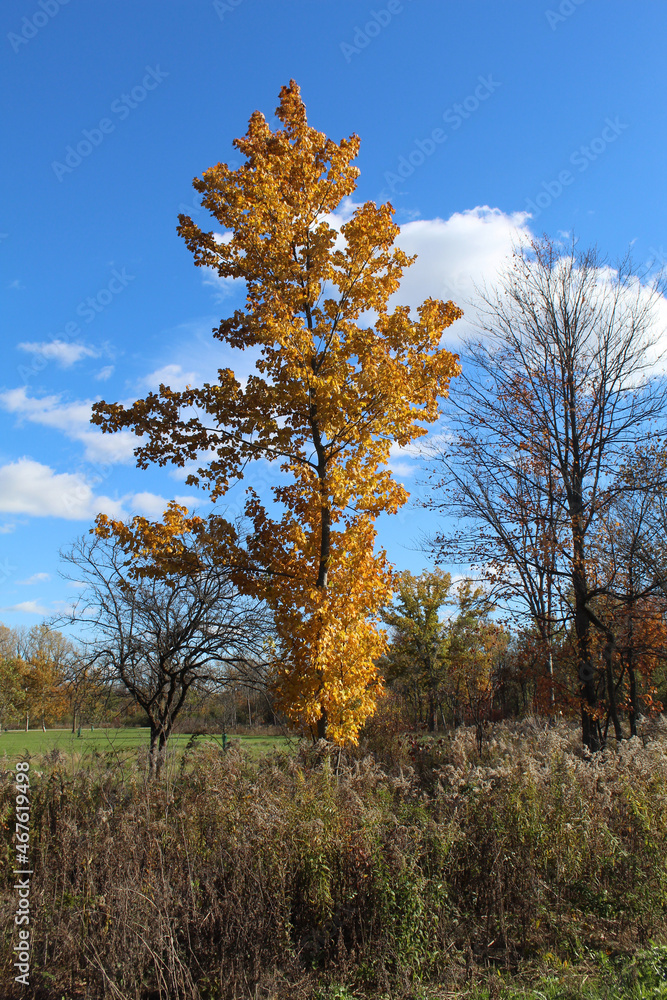 Sugar maple with yellow leaves and clouds at Blue Star Memorial Woods in Glenview, Illinois
