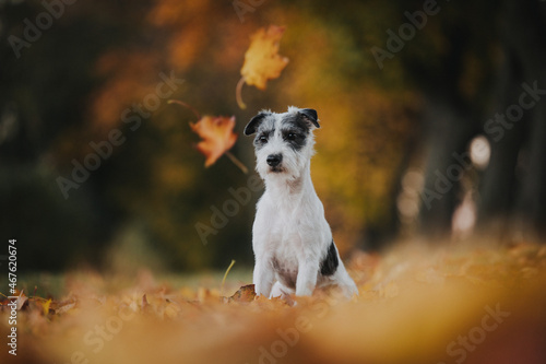 kleiner süßer Parson Jack Russel Terrier Hund Rassehund im schönen Herbstlaub herbstliche Farben und Blätter